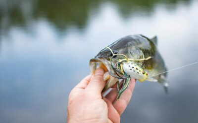 How to Choose the Right Fishing Lure for Different Fish